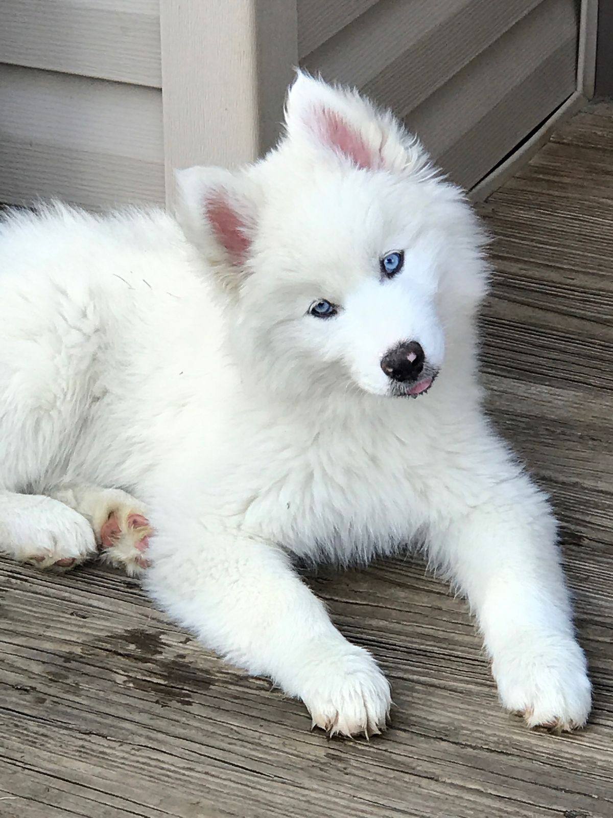 Husky Siberiano Blanco