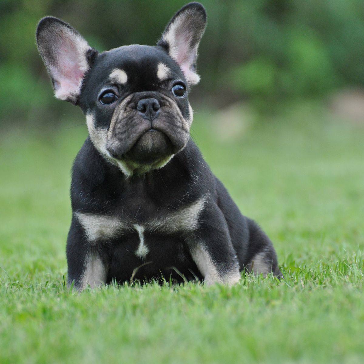 Bulldog Francés Black and Tan