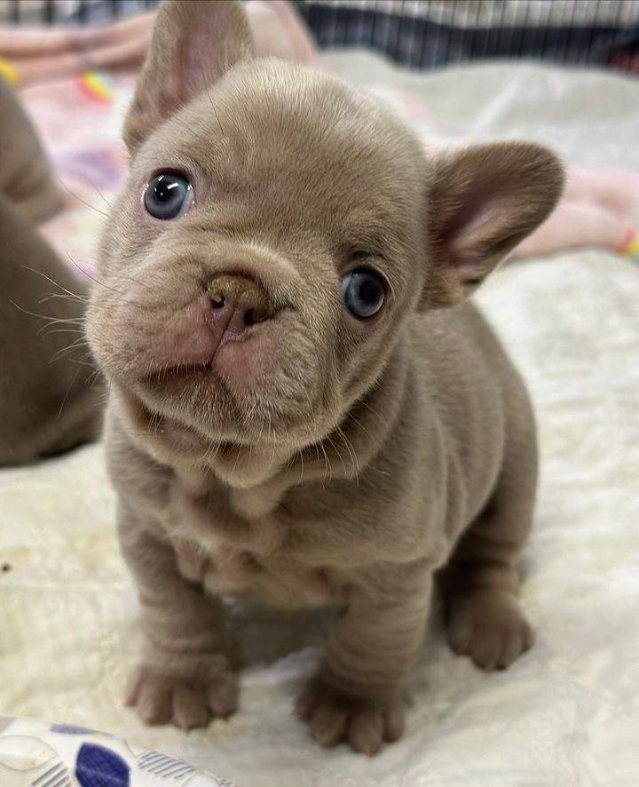 Bulldog Francés Isabella