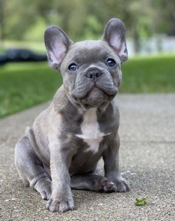 Bulldog Francés Blue