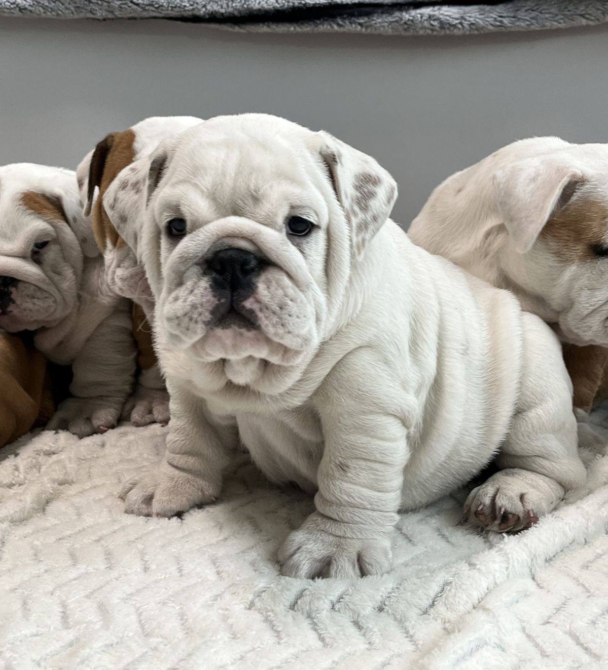 Bulldog Inglés Blanco