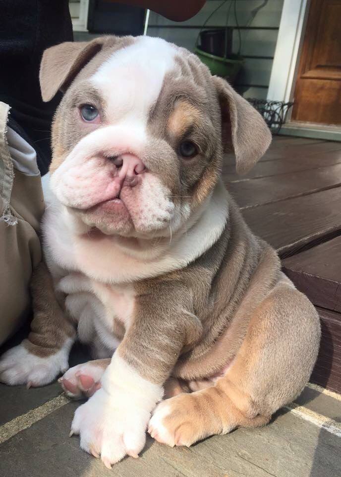 Bulldog Inglés Lilac Pied