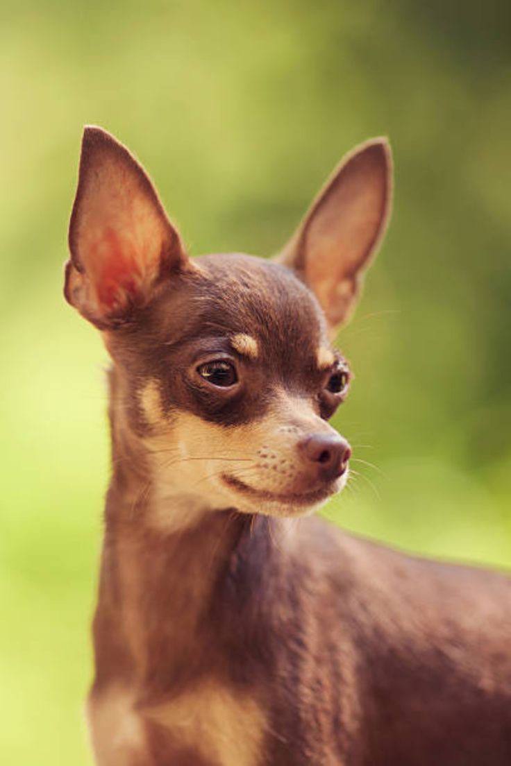 Chihuahua Cabeza de Venado