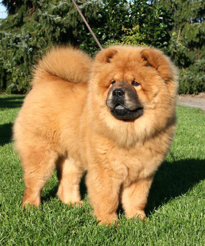 Chow Chow