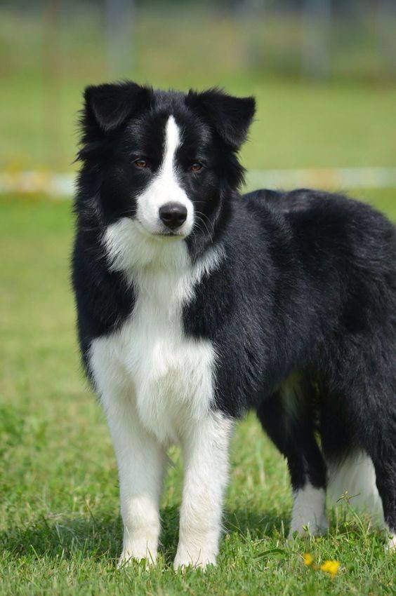Border Collie Blanco y Negro