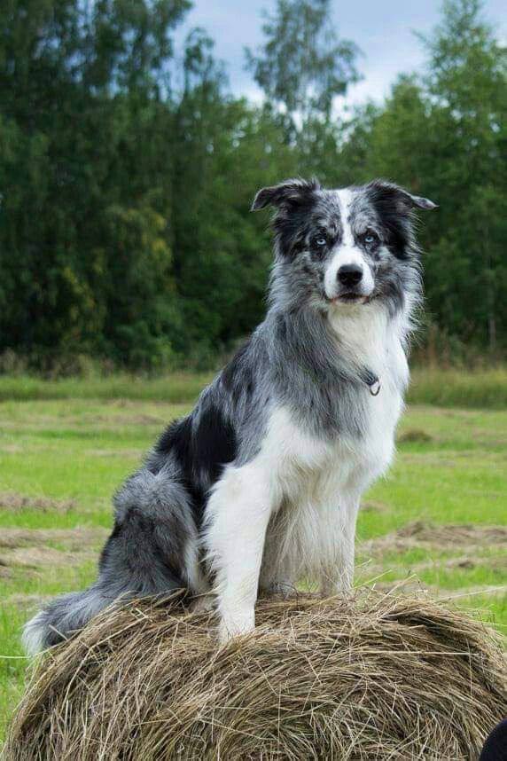 Border Collie Blue Merle