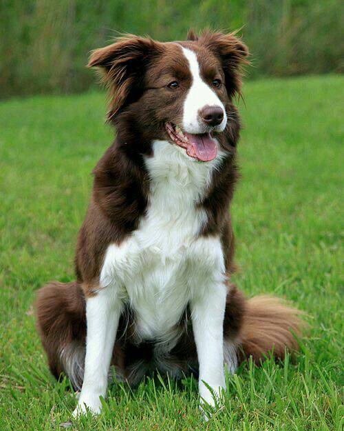 Border Collie Chocolate