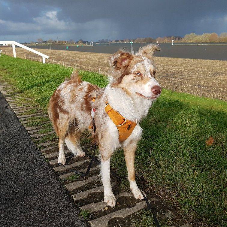 Border Collie Red Merle