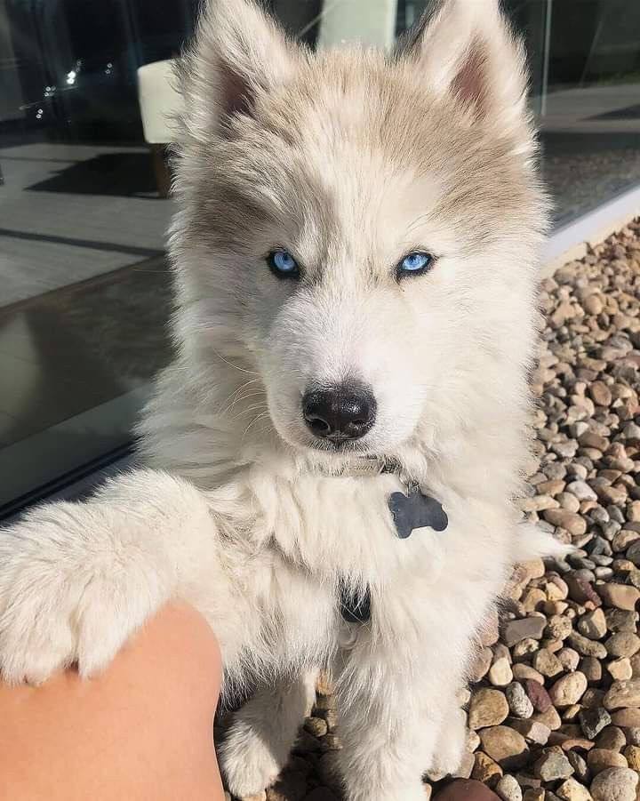 Husky Siberiano Manto Gris