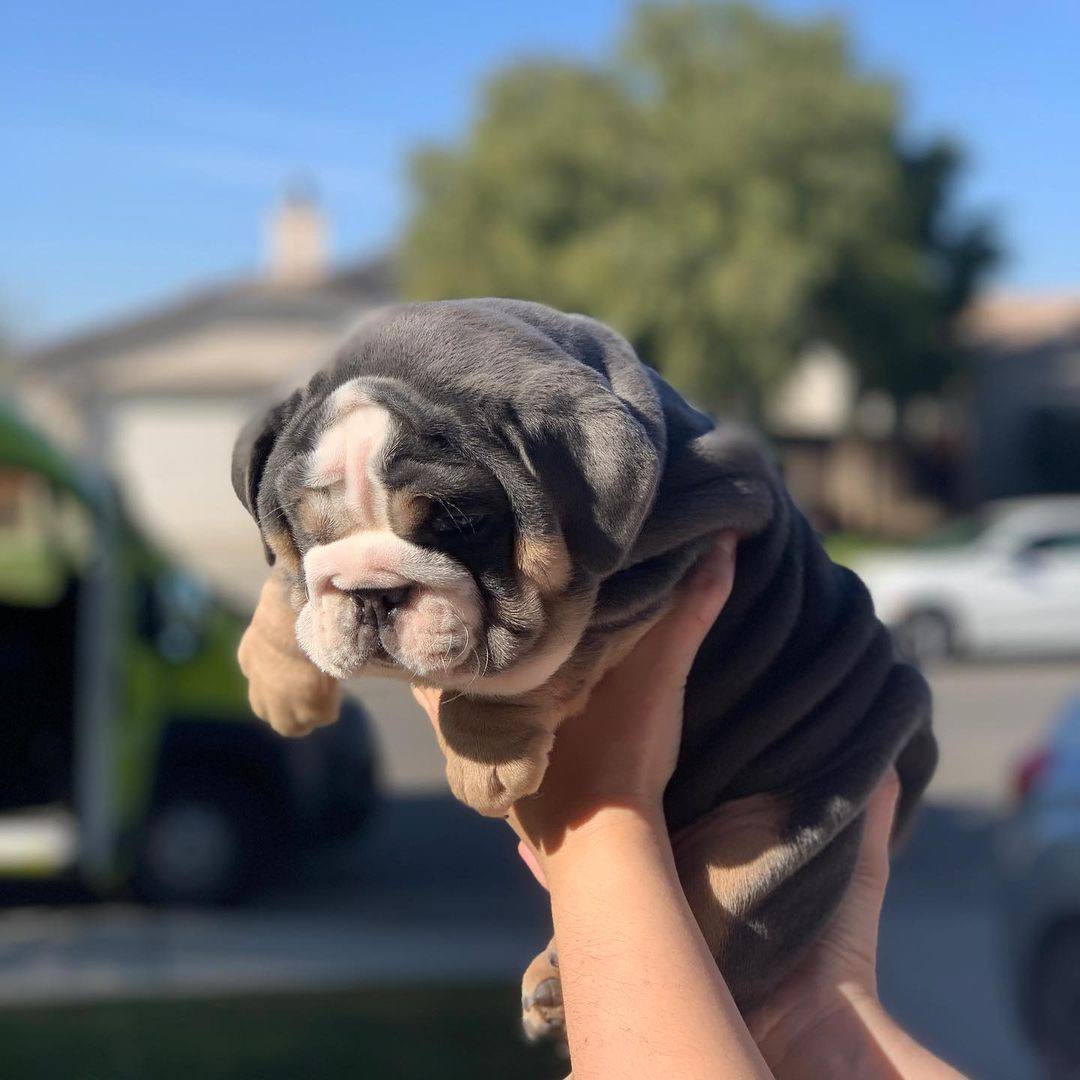 Bulldog Inglés Black and Tan