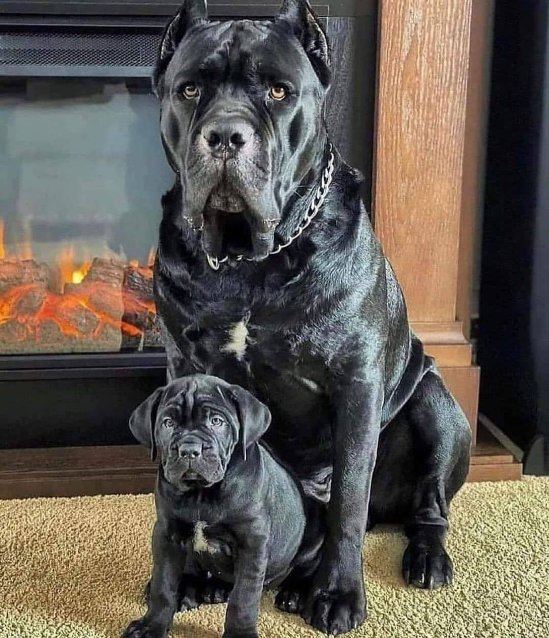 Cane Corso