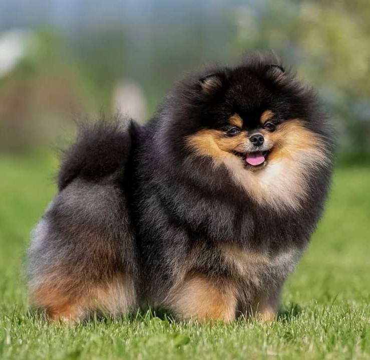 Pomerania Black and Tan