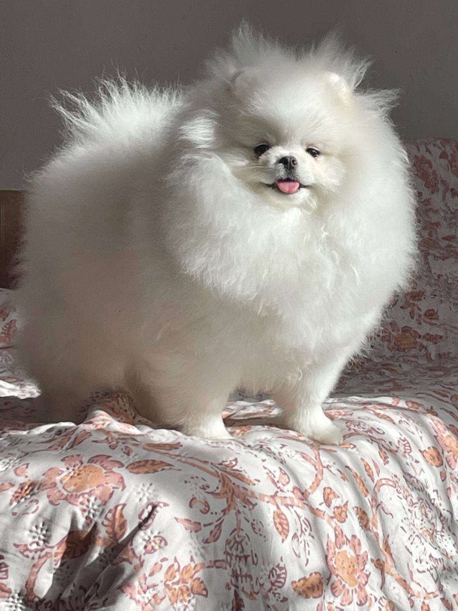 Pomerania Blanco Sólido