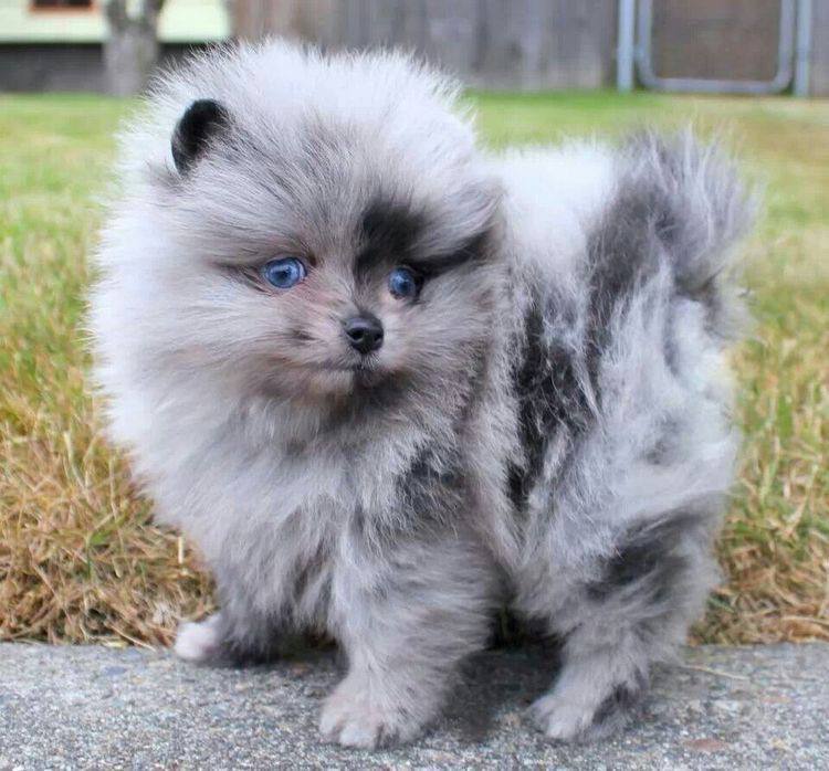 Pomerania Blue Merle