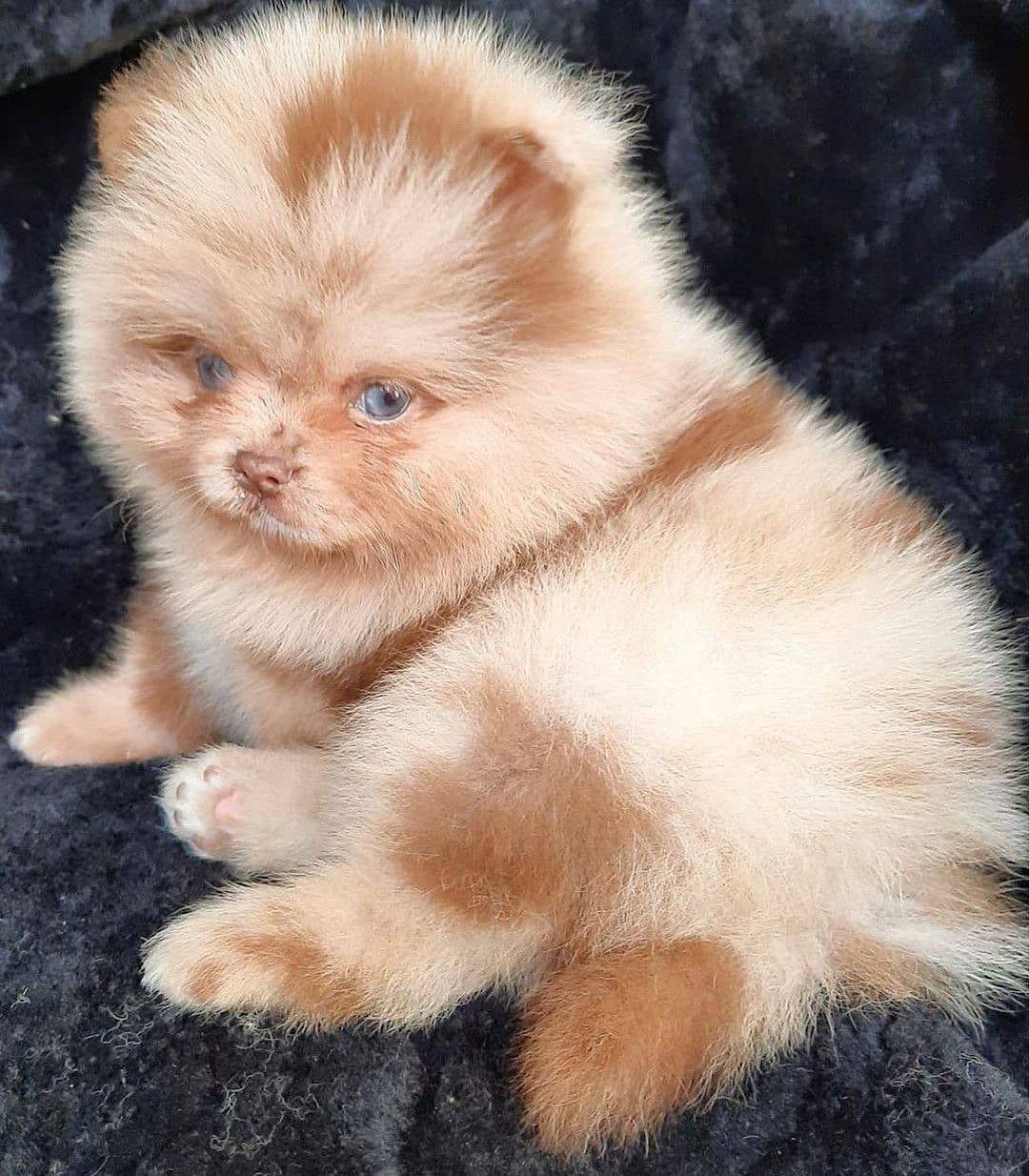 Pomerania Chocolate Merle