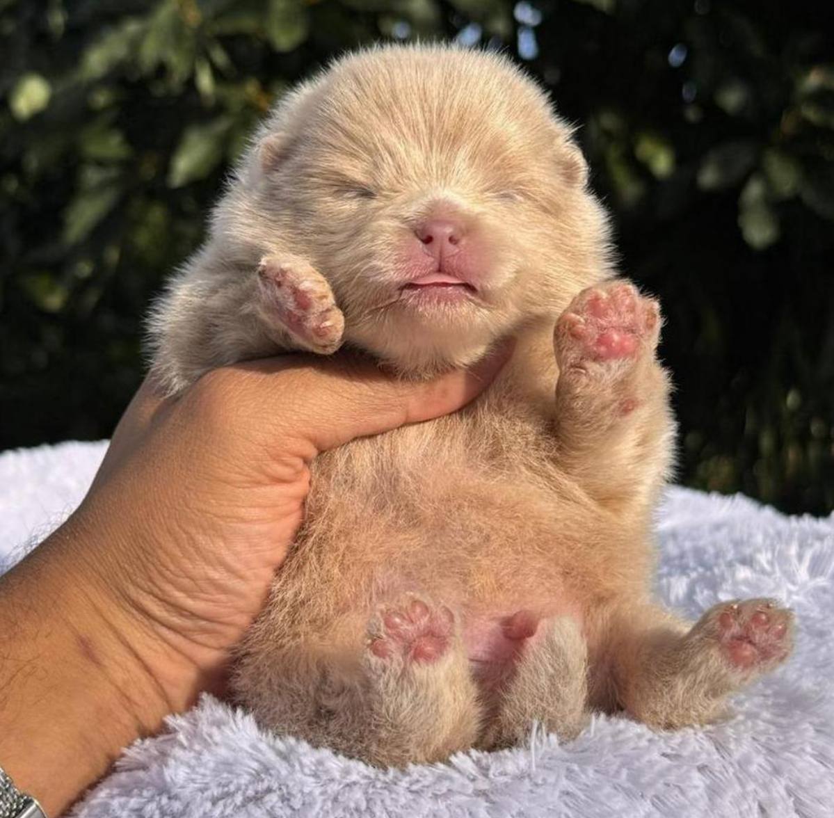 Pomerania Isabella Merle Fawn