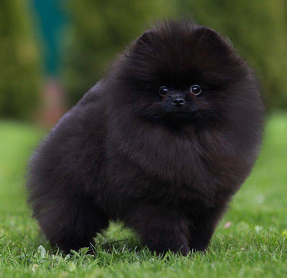 Pomerania Negro Sólido