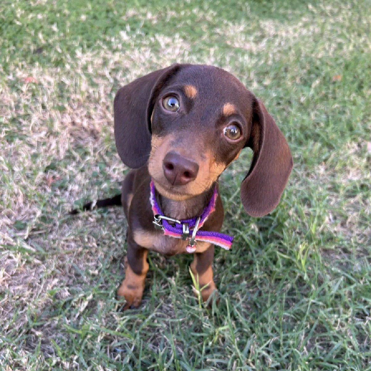 Dachshund Chocolate Fuego