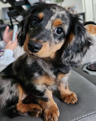 Dachshund Merle