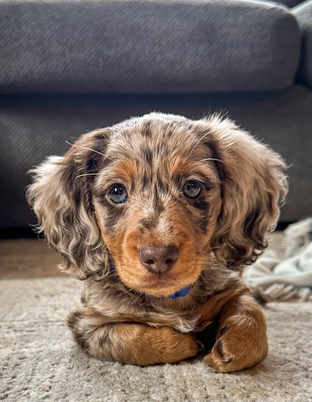 Dachshund Doble Merle
