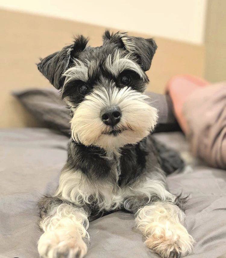 Schnauzer